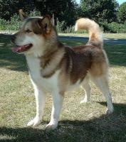 Gr�nlandhund - Gr�nlandshund